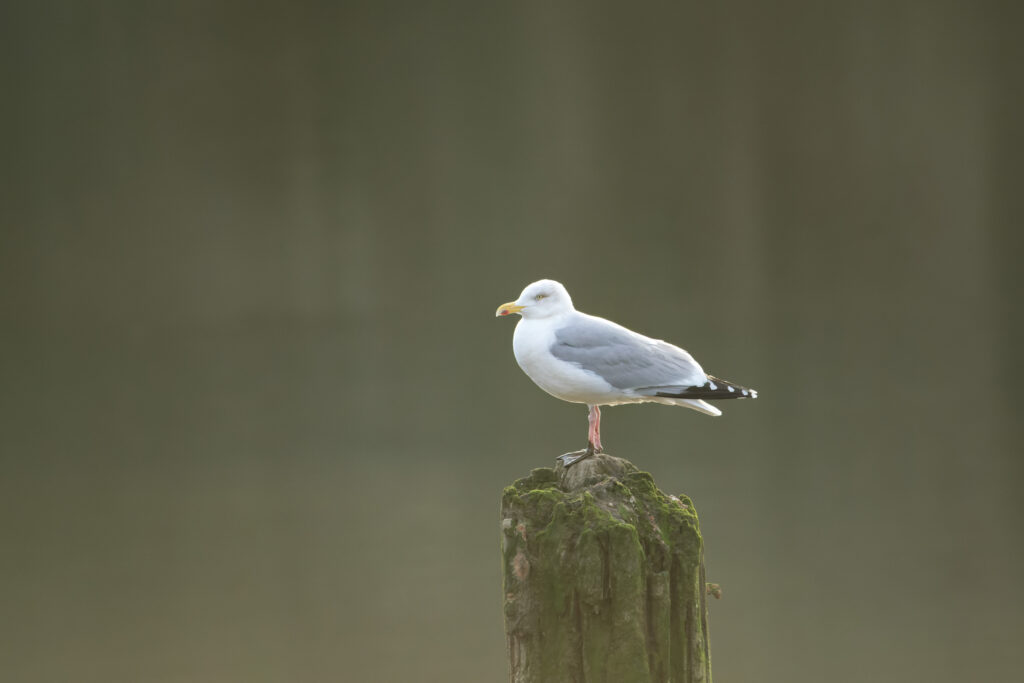 Photo of Herring Gull